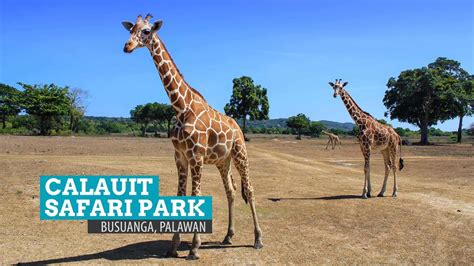 calauit safari park|philippine zoo.